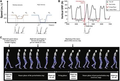The role of the ankle plantar flexor muscles in trip recovery during walking: a computational modeling study